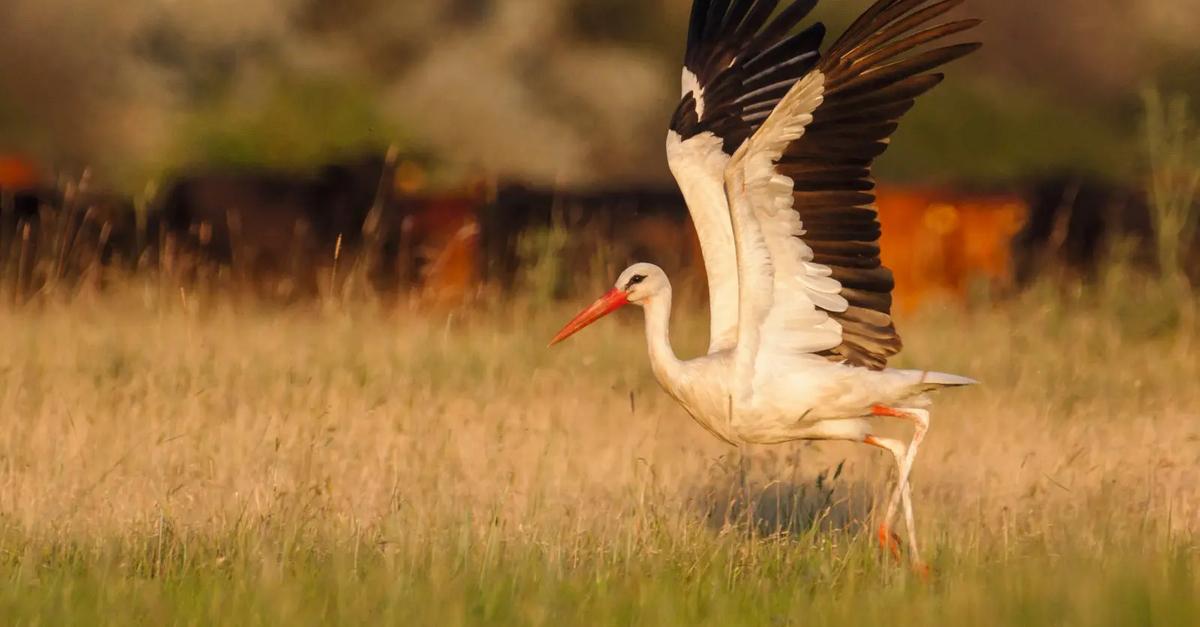 BirdLife DataZone | BirdLife DataZone · Twitter
