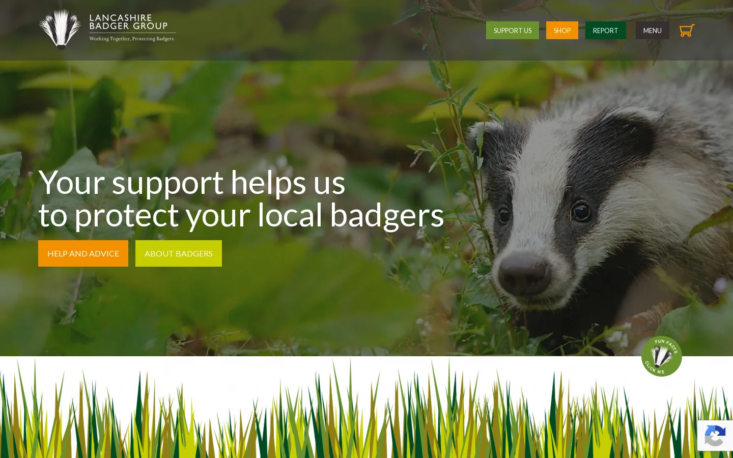 Lancashire Badger Group Homepage screenshot
