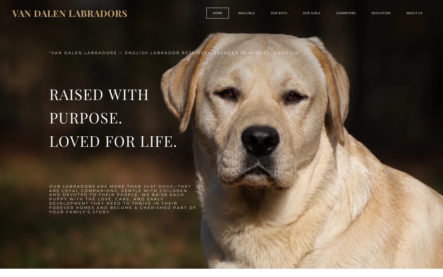 VAN DALEN LABRADORS - English Labrador Retriever Breeder in Georgia | Van Dalen IBIM Labradors Homepage screenshot