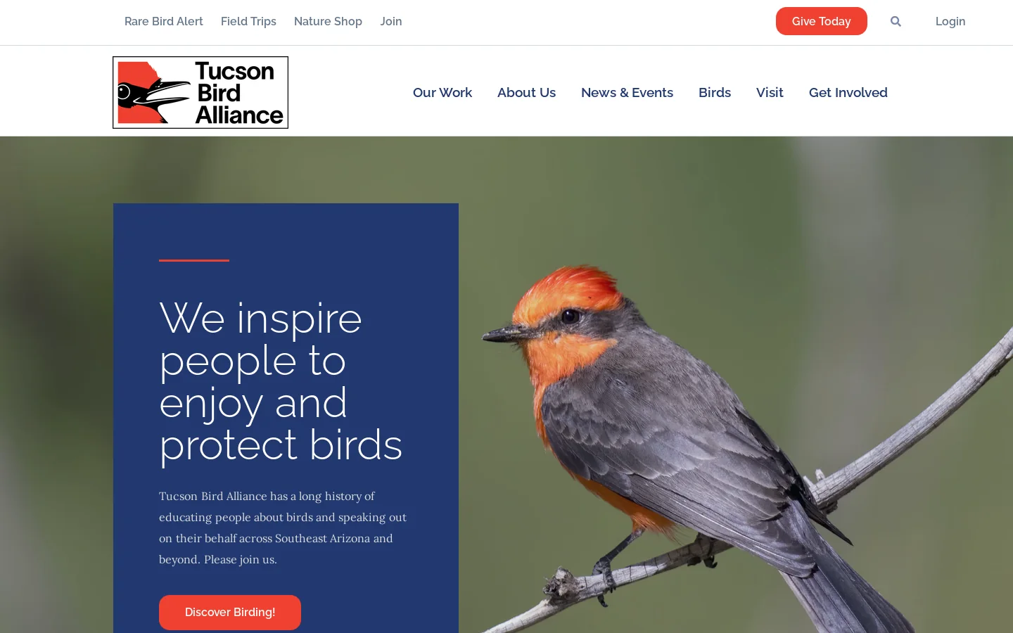 Tucson Bird Alliance- We speak out for wild birds and their homes Homepage screenshot
