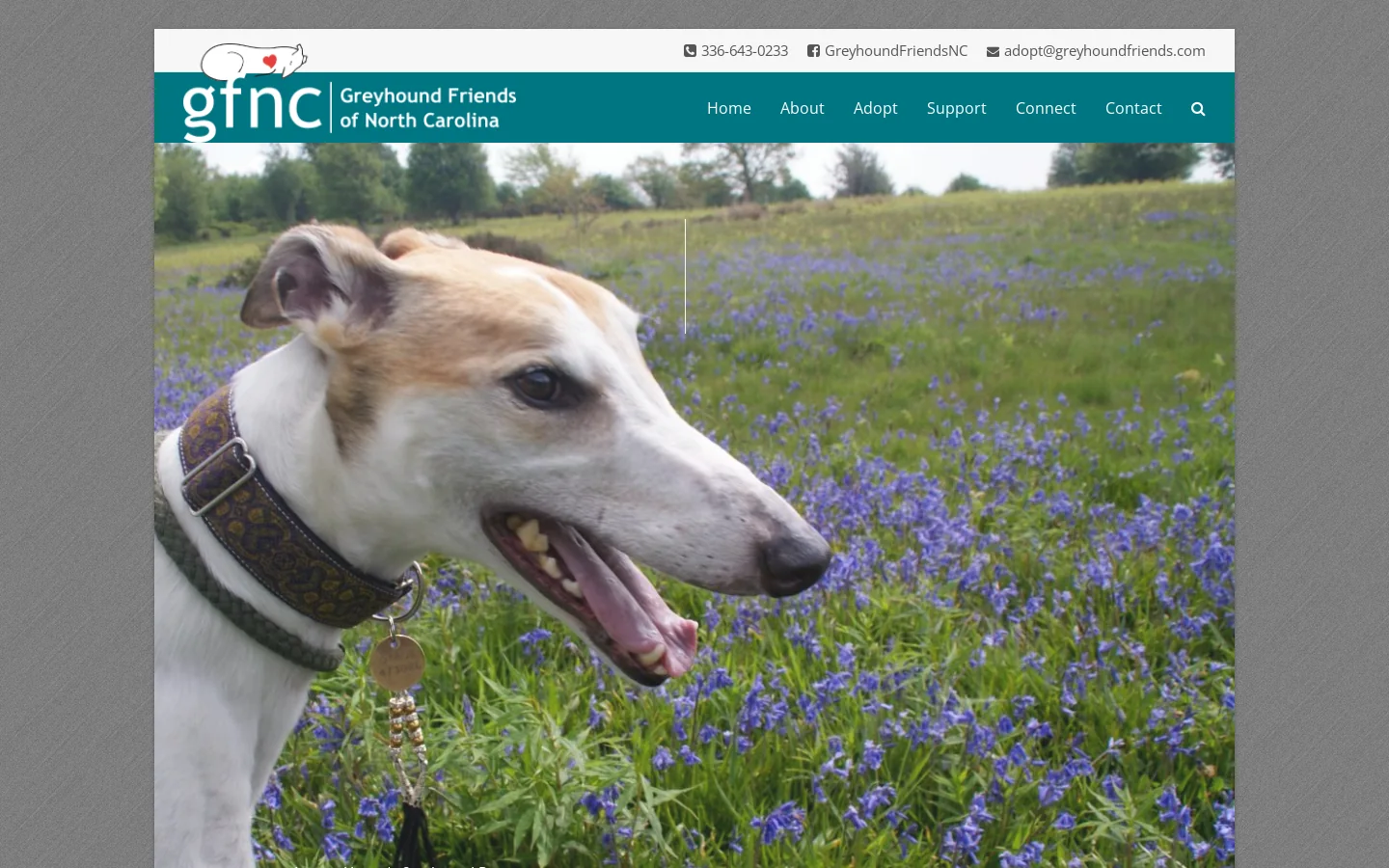 Greyhound Friends of NC Homepage screenshot