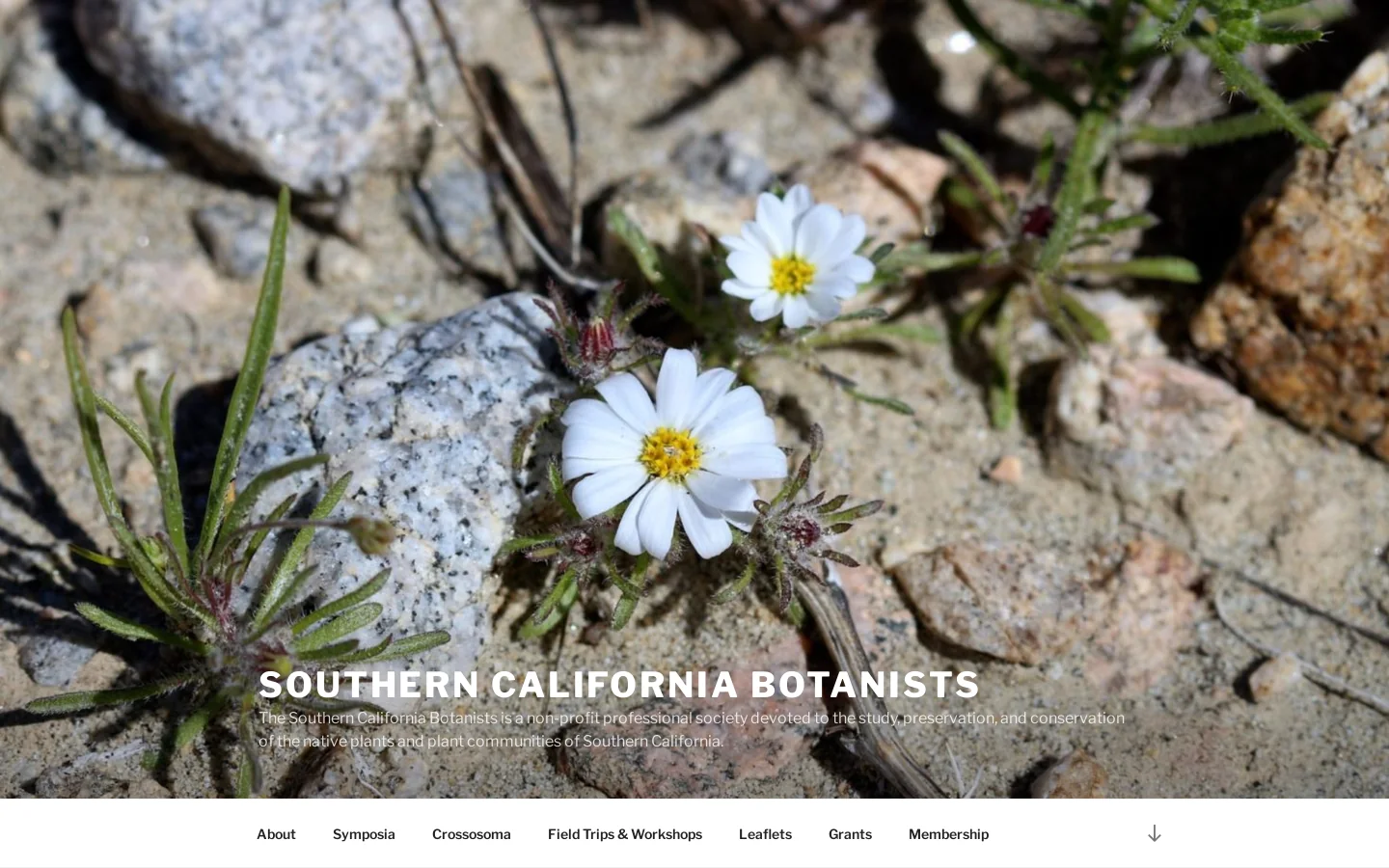 Southern California Botanists - The Southern California Botanists is a non-profit professional society devoted to the study, preservation, and conservation of the native plants and plant communities of Southern California. Homepage screenshot