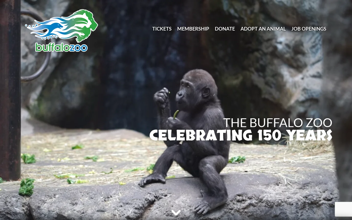 The Buffalo Zoo | Animal Experiences & Event Spaces | Buffalo, NY Homepage screenshot