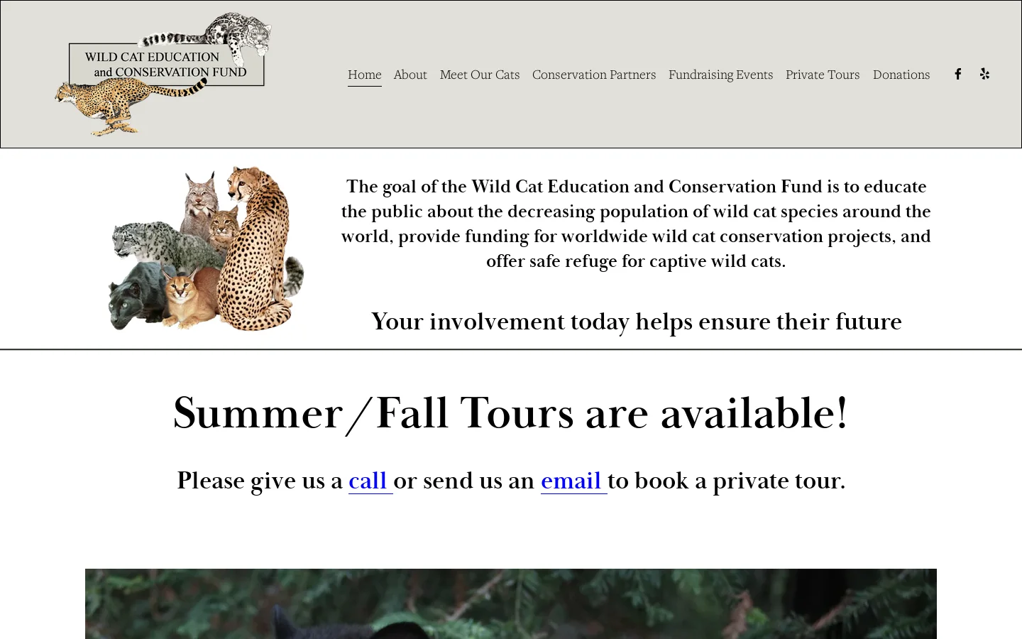 Wild Cat Education and Conservation Fund Homepage screenshot