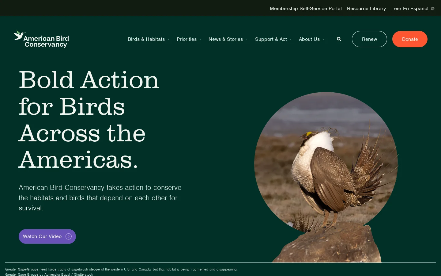 American Bird Conservancy Homepage screenshot