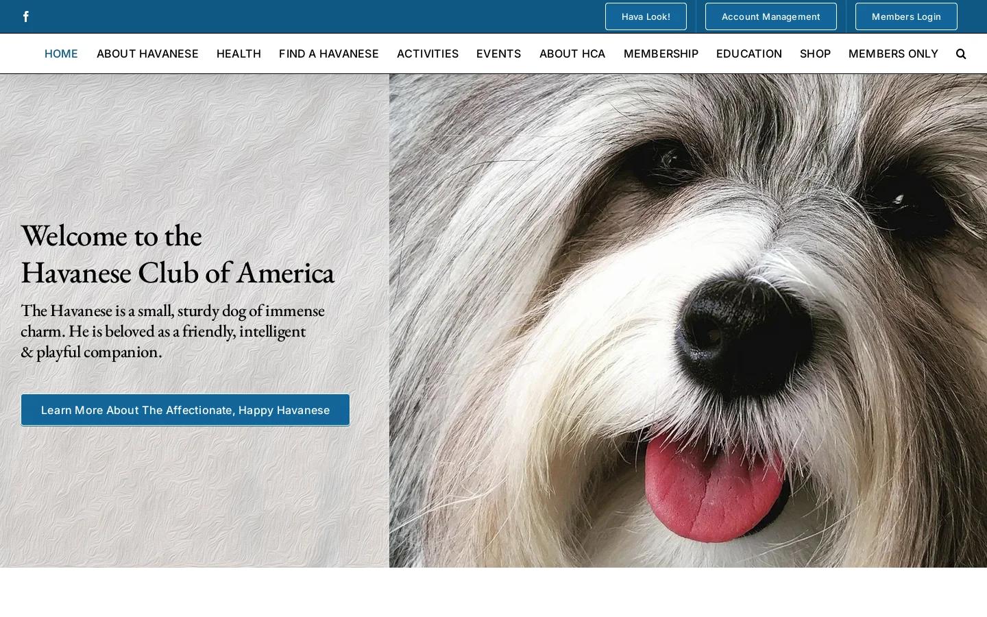 Havanese Club of America Homepage screenshot