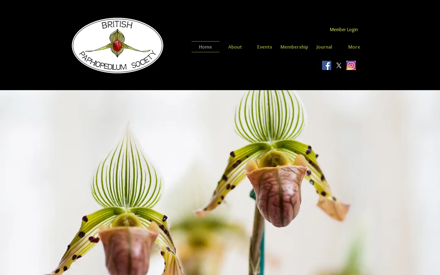 Home|British Paphiopedilum Society Homepage screenshot