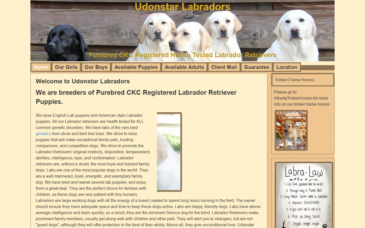 English Lab puppies and American Labrador retriever puppies Homepage screenshot