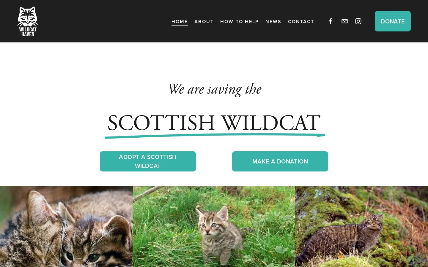 Wildcat Haven Homepage screenshot
