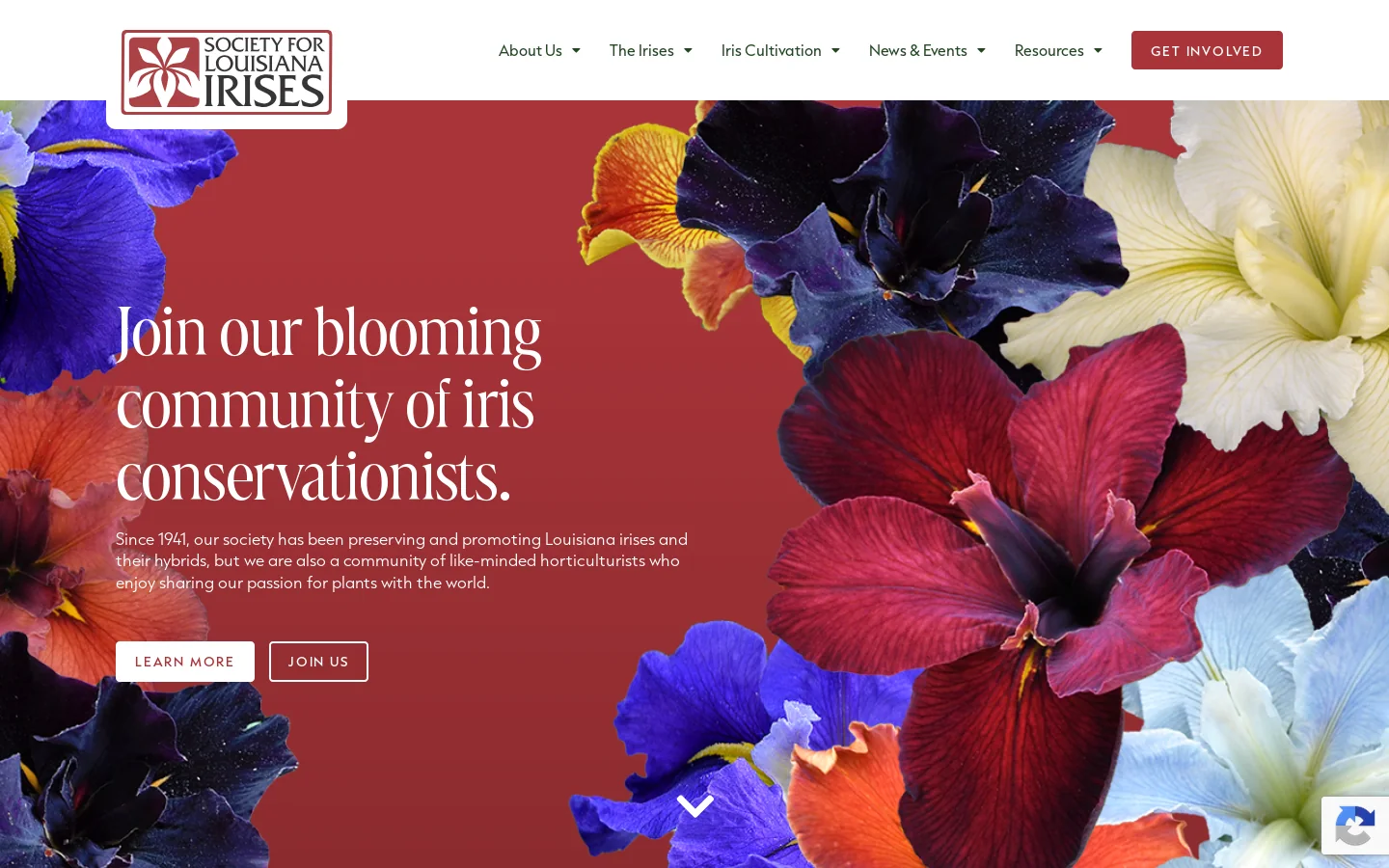 Society for Louisiana Irises – The most diverse, beautiful native plants in North America Homepage screenshot