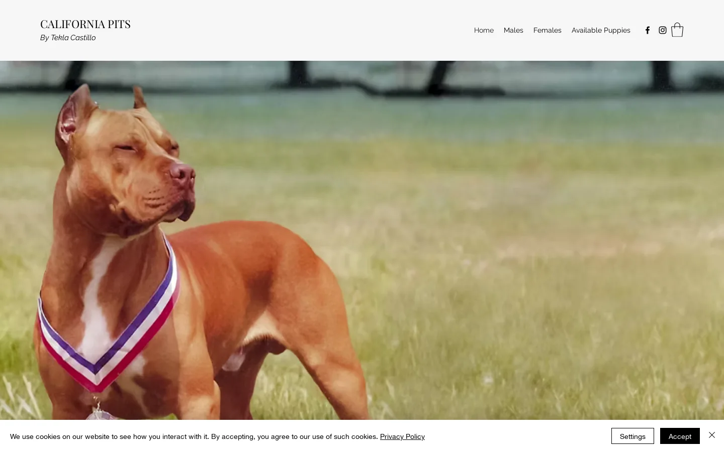 Tekla Castillo's California Pits Homepage screenshot