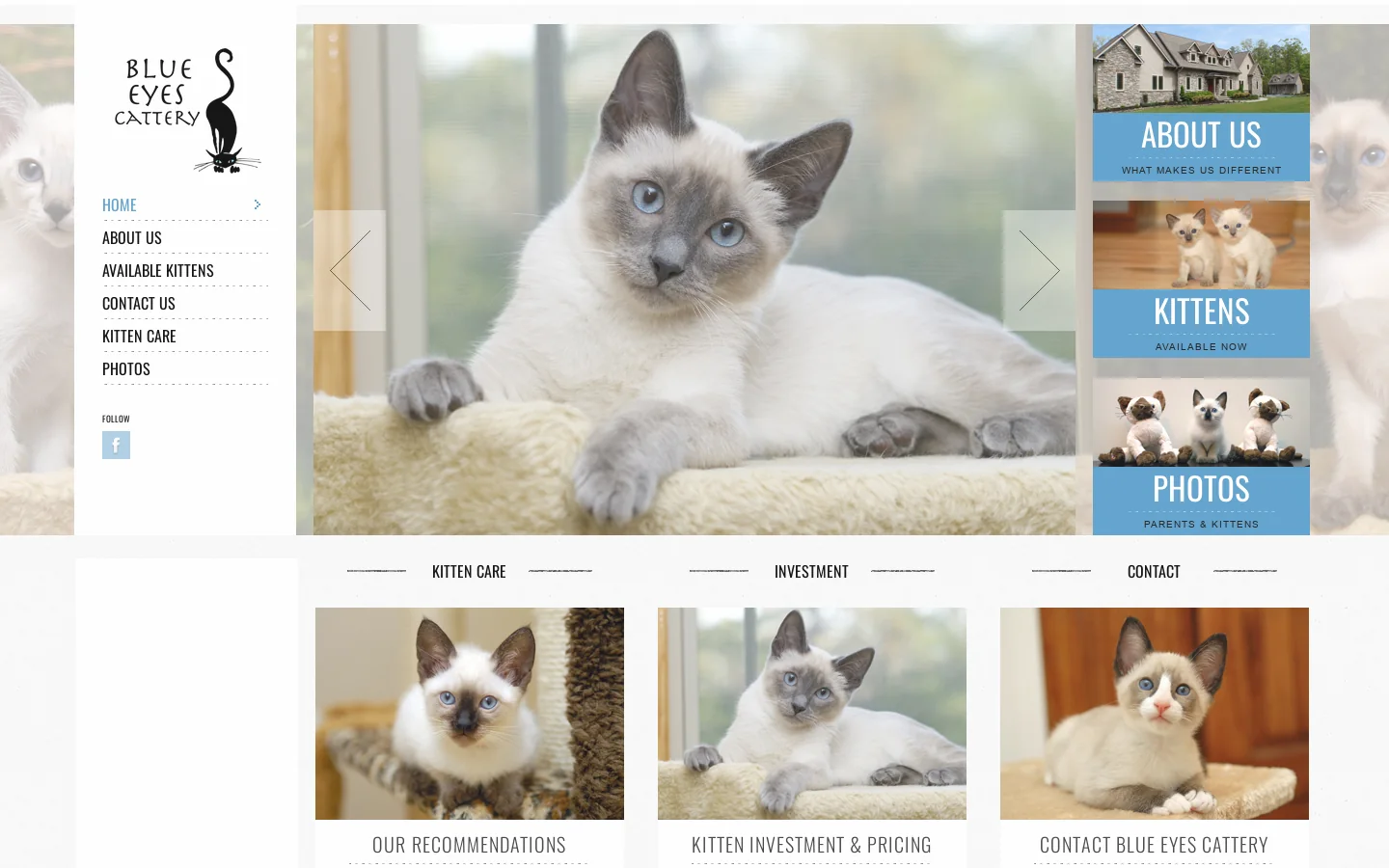 Blue Eyes Cattery- Siamese & Snowshoe Kittens Homepage screenshot