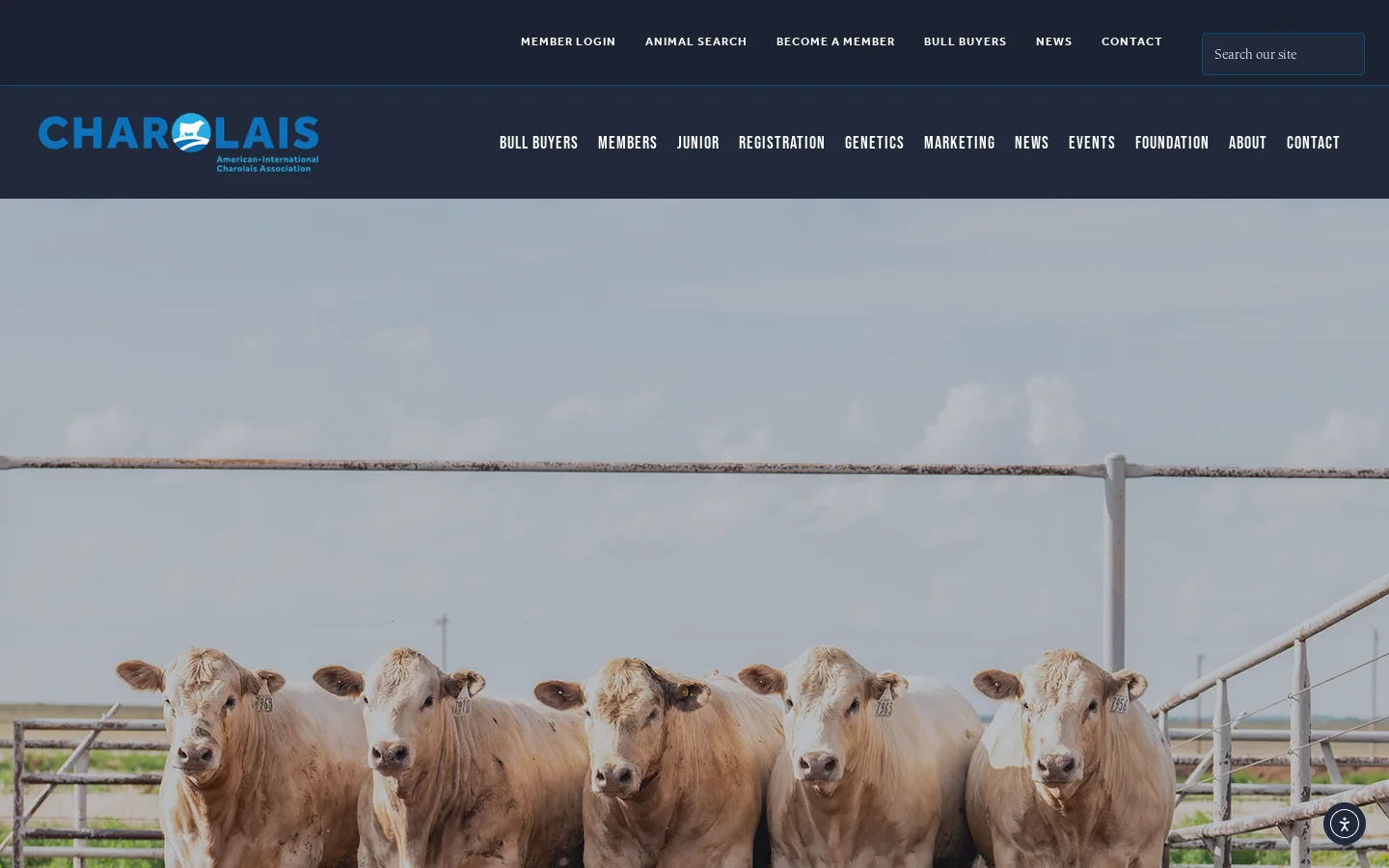 AICA Charolais USA - American International Charolais Association Homepage screenshot