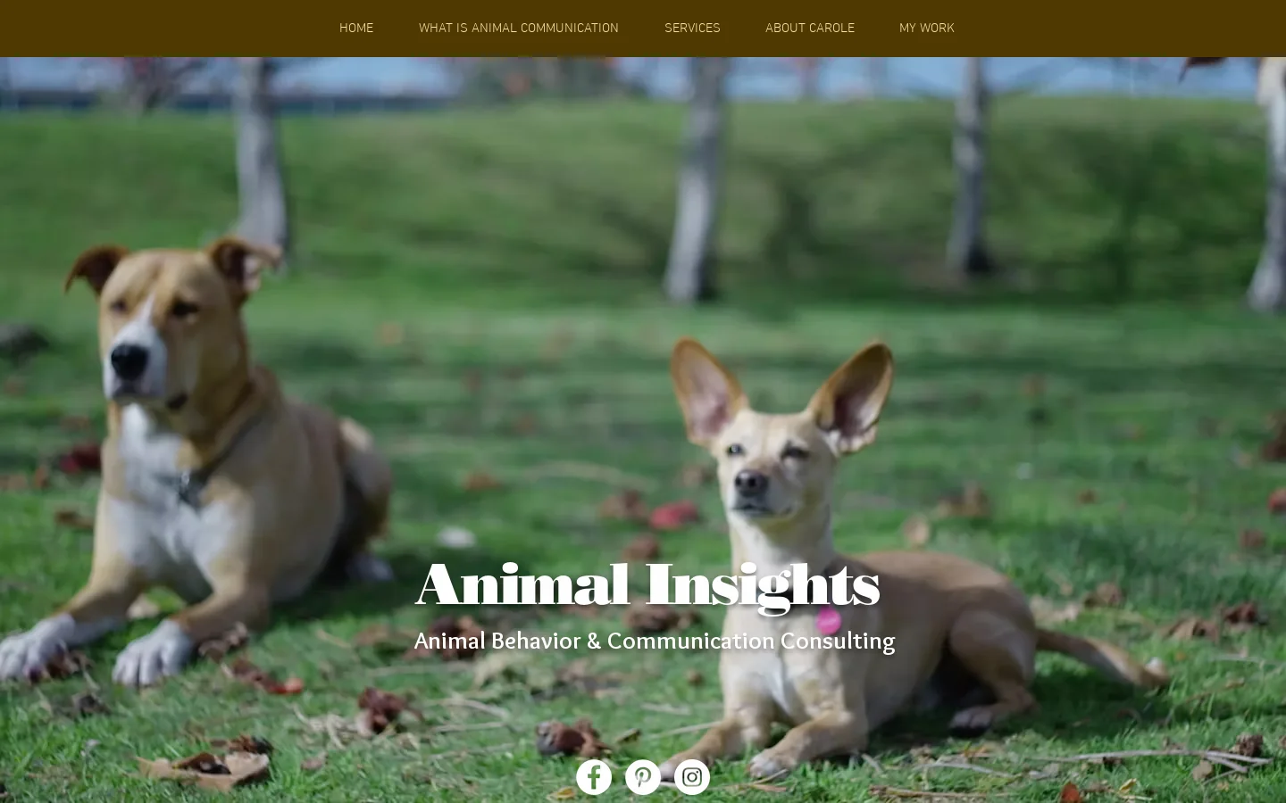 animalinsights Homepage screenshot
