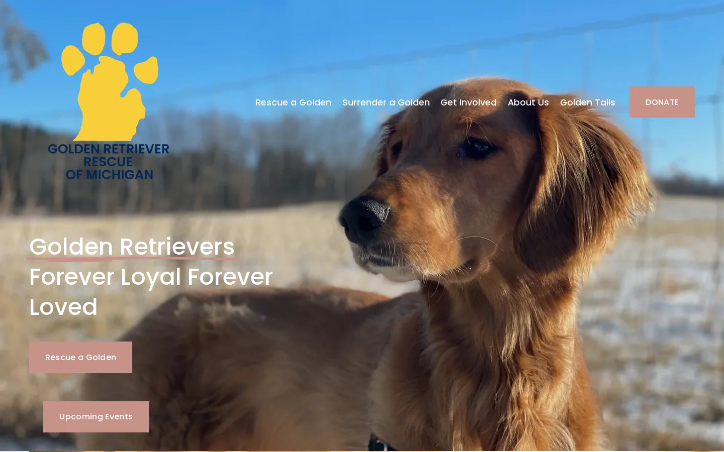 Golden Retriever Rescue of Michigan Homepage screenshot