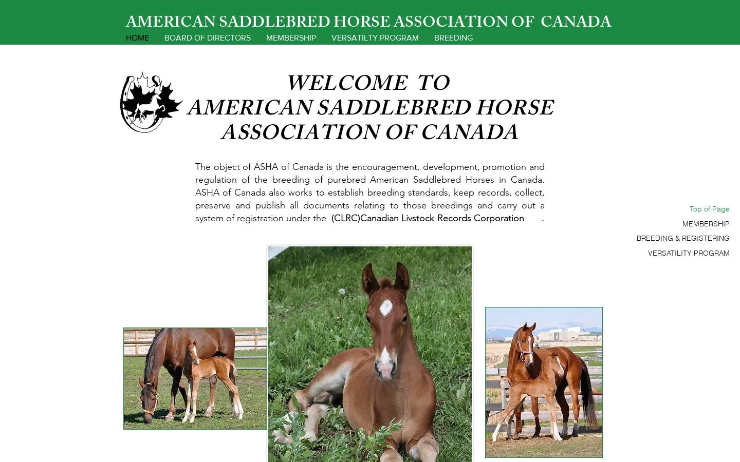 American Saddlebred Horse Association of Canada Homepage screenshot