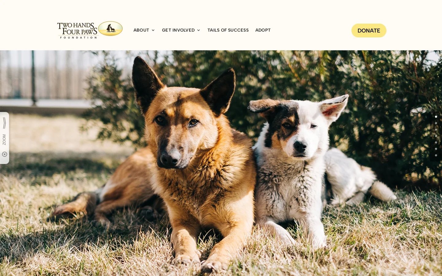 Two Hands Four Paws Foundation Homepage screenshot